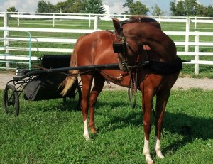 IMG_20130823_170829_632-1