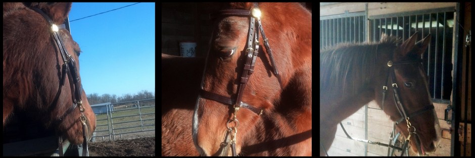 Fizzy New Bridle