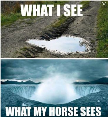 horsesees
