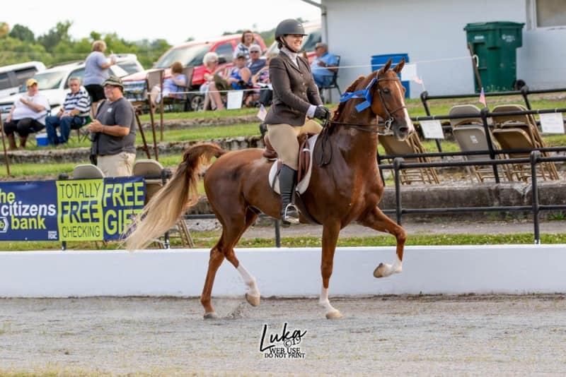 66477952_2316487795271987_1042846148554915840_n